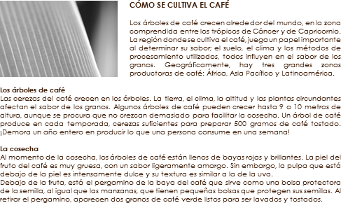 ﷯CÓMO SE CULTIVA EL CAFÉ Los árboles de café crecen alrededor del mundo, en la zona comprendida entre los trópicos de Cáncer y de Capricornio. La región donde se cultiva el café, juega un papel importante al determinar su sabor; el suelo, el clima y los métodos de procesamiento utilizados, todos influyen en el sabor de los granos. Geográficamente, hay tres grandes zonas productoras de café: África, Asia Pacífico y Latinoamérica. Los árboles de café
Las cerezas del café crecen en los árboles. La tierra, el clima, la altitud y las plantas circundantes afectan el sabor de los granos. Algunos árboles de café pueden crecer hasta 9 o 10 metros de altura, aunque se procura que no crezcan demasiado para facilitar la cosecha. Un árbol de café produce en cada temporada, cerezas suficientes para preparar 500 gramos de café tostado. ¡Demora un año entero en producir lo que una persona consume en una semana! La cosecha Al momento de la cosecha, los árboles de café están llenos de bayas rojas y brillantes. La piel del fruto del café es muy gruesa, con un sabor ligeramente amargo. Sin embargo, la pulpa que está debajo de la piel es intensamente dulce y su textura es similar a la de la uva. Debajo de la fruta, está el pergamino de la baya del café que sirve como una bolsa protectora de la semilla, al igual que las manzanas, que tienen pequeñas bolsas que protegen sus semillas. Al retirar el pergamino, aparecen dos granos de café verde listos para ser lavados y tostados.
